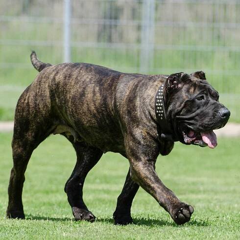 Mastiff Pedigrees