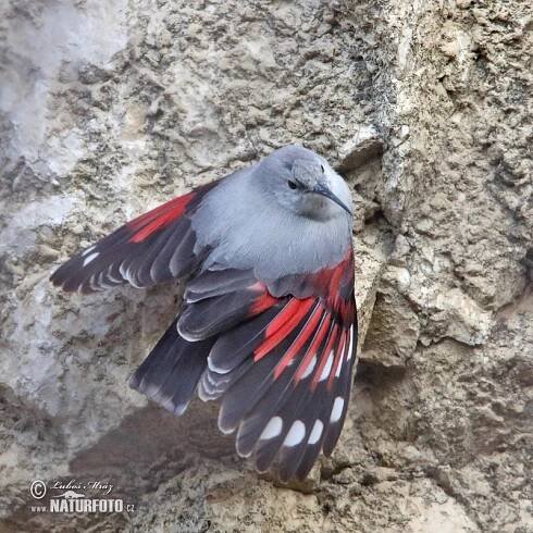 Zedníček skalní | Naturfoto.cz