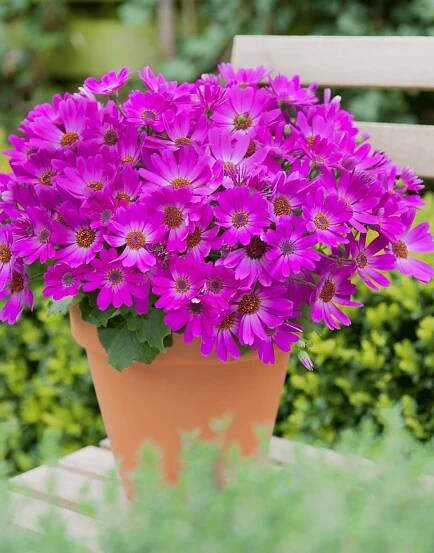 Senetti®-Pink-03.png