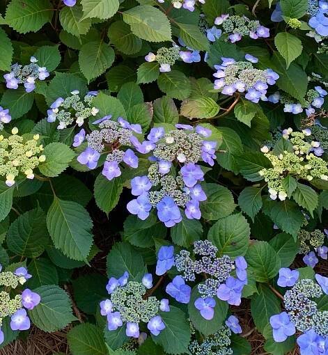 Hydrangea serrata (Mountain Hydrangea)