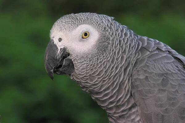 Gray parrot. Image by L.Miguel Bugallo Sánchez via Wikimedia Commons (CC BY-SA 3.0)