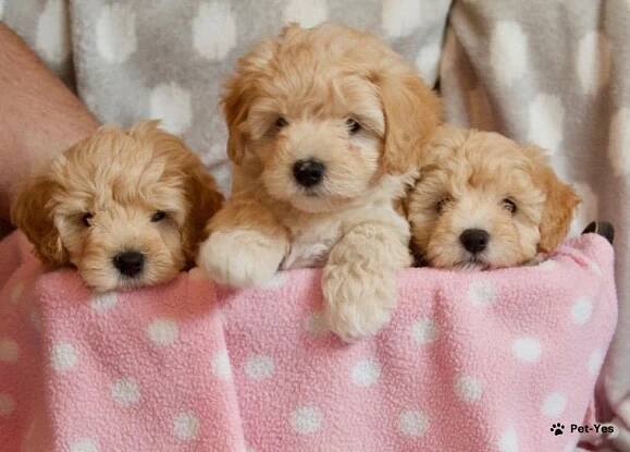 Maltipoo - vše, co potřebujete vědět o dospělém maltézském pudlovi