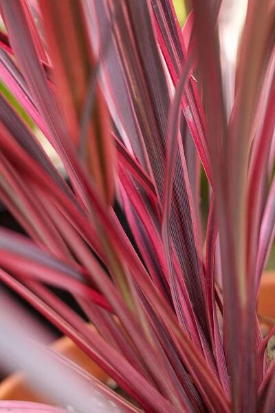 cordyline electric pink plant