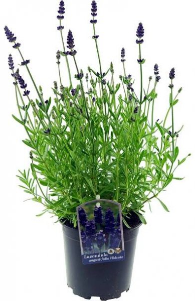 OBI Levandule "Hidcote" průměr květináče cca 13 cm Lavandula angustifolia