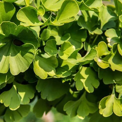 Ginkgo biloba – Jinan dvoulaločný – osivo ginkgo biloby