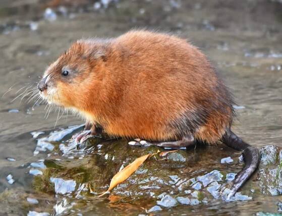 Nutrie a ondatra: jaký je rozdíl, foto.
