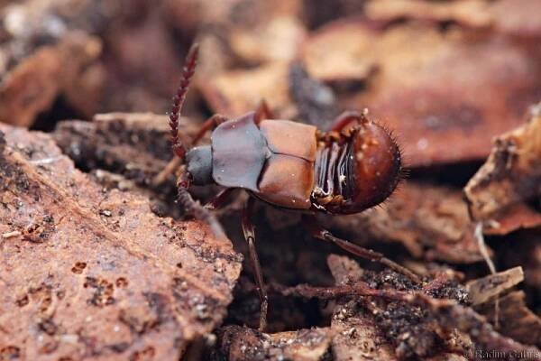 Lomechusa emarginata - drabčík | Staphylinidae - drabčíkovití | Natura Bohemica