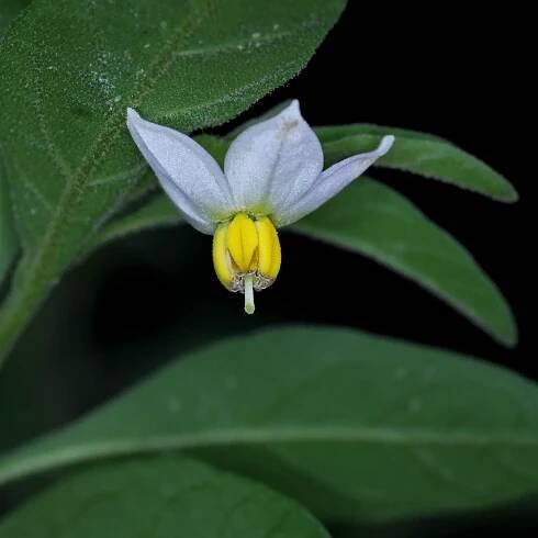 Jerusalem Cherry flower