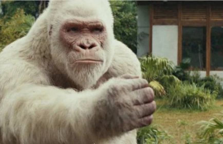 Bílá gorila z filmu Rampage: Ničitelé skutečně žila! Kde jste ji mohli zahlédnout?