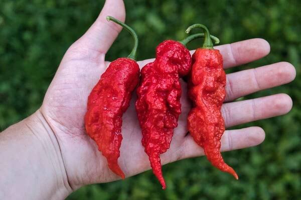 Bhut Jolokia Red Giant | Chilli semena | Chilli semena | Chilli semínka | Chilli omáčky | GOROL CHILLI