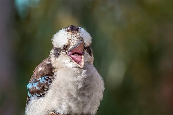 Kookaburra