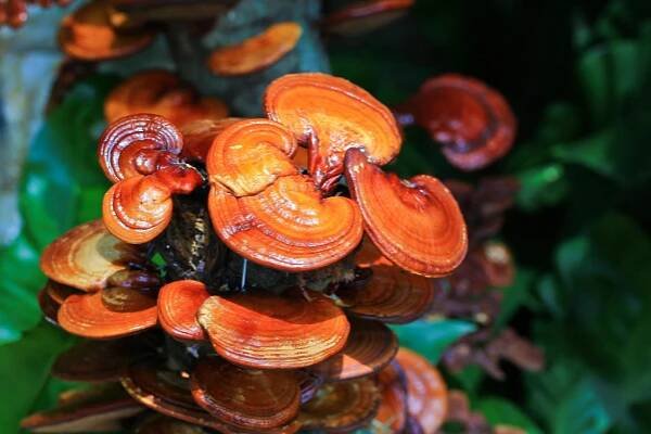 Houby ganoderma lucidum — Stock obrázek
