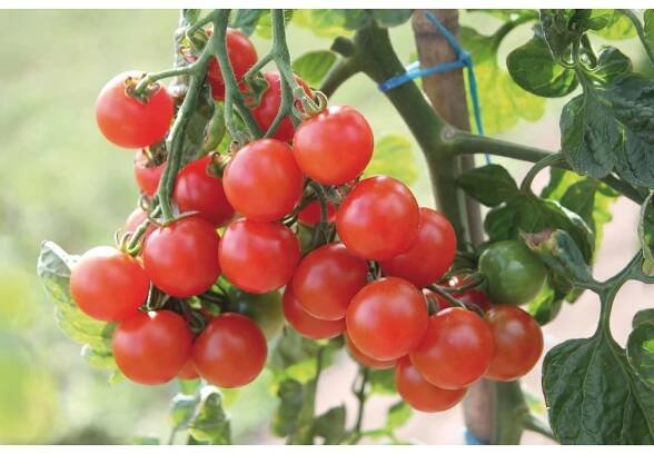 Cherry rajče průměr květináče cca 12 cm nakoupit u OBI
