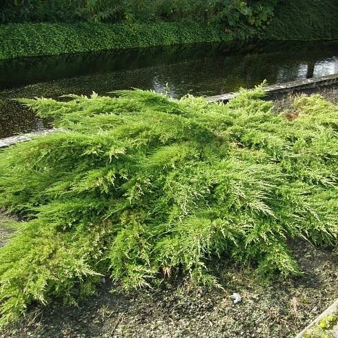 Jalovec prostřední 'Pfitzeriana'