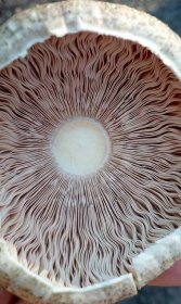 Muchomůrka jarní: Vzácná houba podobná žampionu. Jak ji poznat?