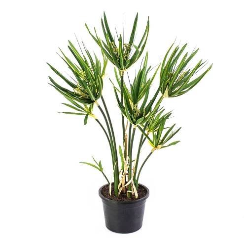 Plant species Šáchor