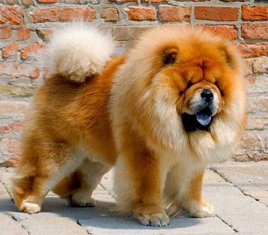 Chow chow