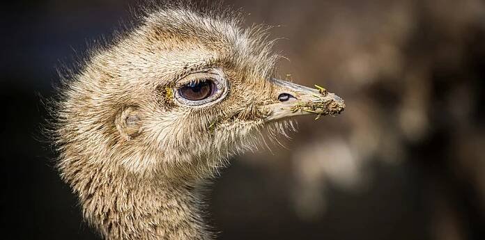 nandu Darwinův – Zoo Liberec