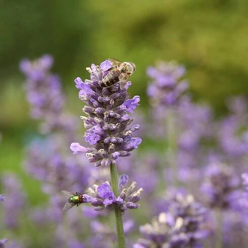 LAVANDULA X INTERMEDIA ́HIDCOTE GIANT ́ (bio) :: Levandule v kopci
