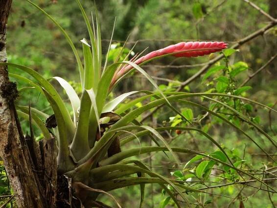 NATIONAL FLOWER ECUADOR, NATIVE PLANTS, RAINFOREST FLOWERS: Bromeliad dry forest, Ecuador