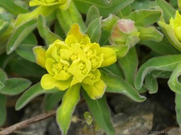 Pryšec mnohobarvý (Euphorbia epithymoides)