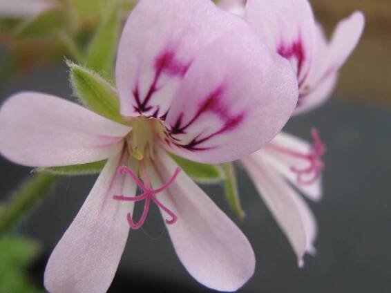 Soubor:Pelargonium-graveolens1.JPG – Wikipedie