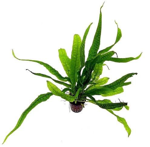 Thajská kapradina (Microsorium pteropus) | obsah