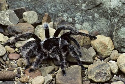 How to Care for a Pet Curly Hair Tarantula