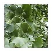 Ginkgo biloba 100/125 cm