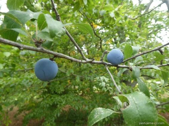 Trnka obecná Merzig (Prunus spinosa), větve, větévky