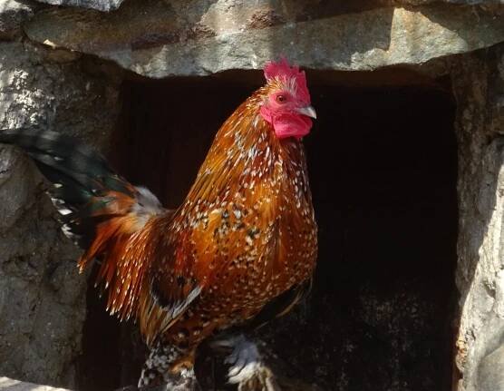 SLEPICE ZAKRSLÁ ROUSNÁ tříbarevná Mille Fleur - Arcibiskupský zámek v Kroměříži