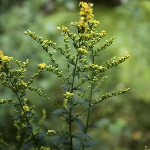 Solidago patula