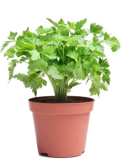 Guide On All Types of Cilantro
