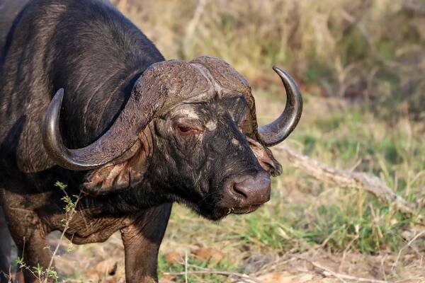 Buvol, Rohy, Divočina, Afrika, Safari