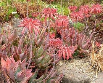 Soubor:Aloe mitriformis 1.jpg – Wikipedie