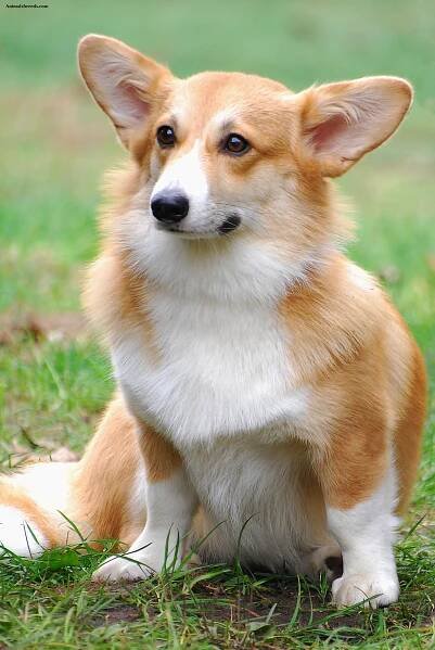 Súbor:Welsh Corgi Pembroke WPR Kamien 07 10 07.jpg – Wikipédia