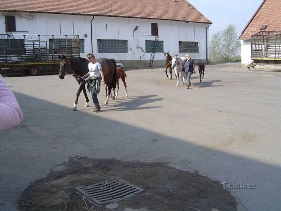Jezdecký areál Svinčice - Vesnice