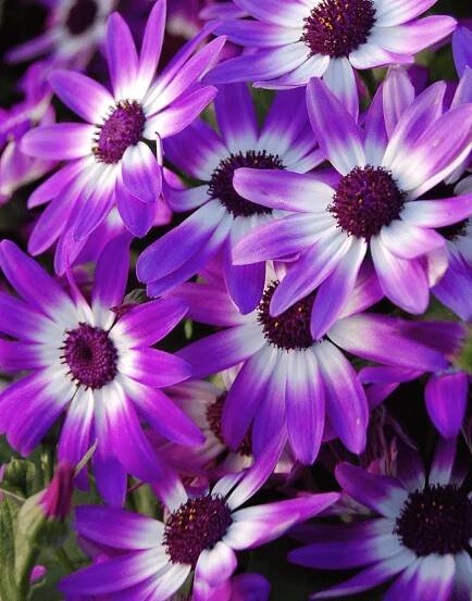 Senetti-Violet-Bicolor-04.png