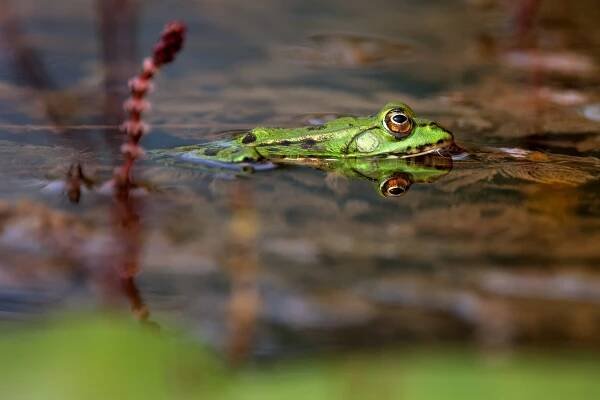 Skokan skřehotavý (Pelophylax ridibundus)