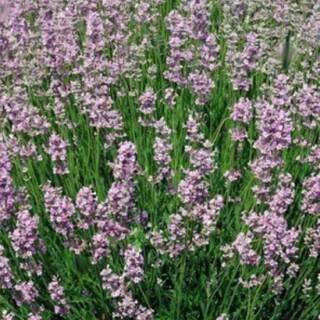 Levandule lékařská 'Rosea'