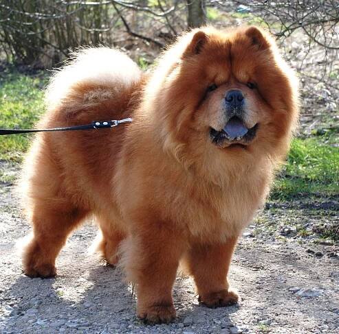 Rød langhåret Chow Chow