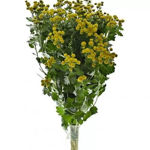 Ajanka Pacifická YELLOWDAY 55cm