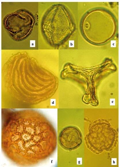 Figure 6. Pollen and spores from Awerele core, Orile-Owu, southwest Nigeria. a. Tetrorchidium didymostemon (Euphorbiaceae). b. Spondias mombin (Anacardiaceae). c. Poaceae. d. Ceratopteris pteridoides (Pteridaceae). e. Tapinanthus sp (Loranthaceae). f. Delonix sp (Fabaceae). g. Ixora cf. brachypoda (Rubiaceae). h. Peltophorum pterocarpum (Fabaceae). Magnification x1000 (a-c, e-g), x400 (d, h). 