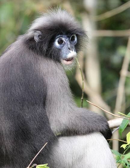 CERCOPITHECIDAE - Trachypithecus obscurus flavicauda - BLOND-TAILED (DUSKY) LANGUR - KAENG KRACHAN  NATIONAL PARK THAILAND (19).JPG