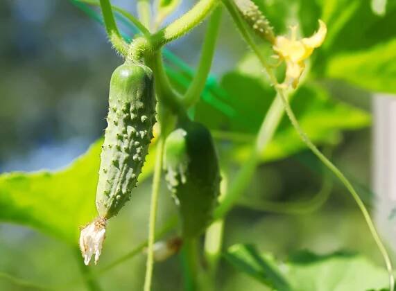 SUPER CUCUMBER FILM — LIGHTWORKS 