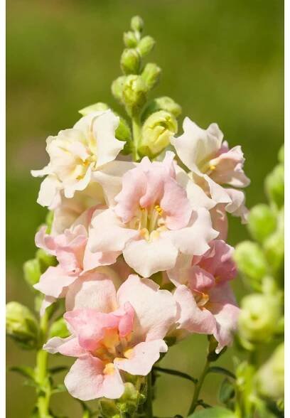 Hledík větší (Antirrhinum majus), pr. 14 cm