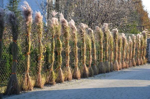Tall Grasses Lining a Fence