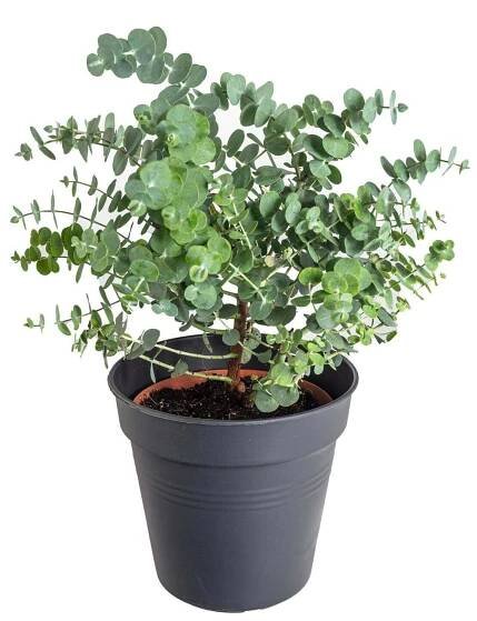 Blahovink Gunnv, Eucalyptus gunnii, vka do 30 cm