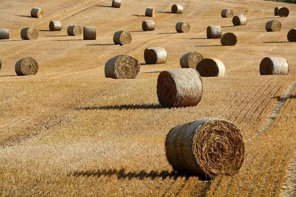 Organic and conventional oilseeds, grains for animal feed and human consumption