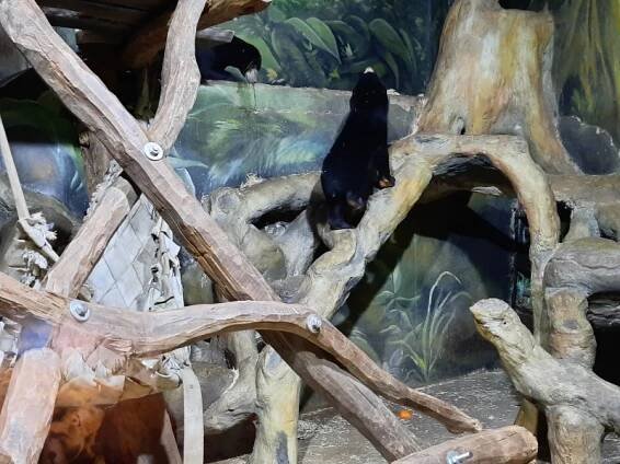 Zimní procházka po ZOO – CHRPA-PA